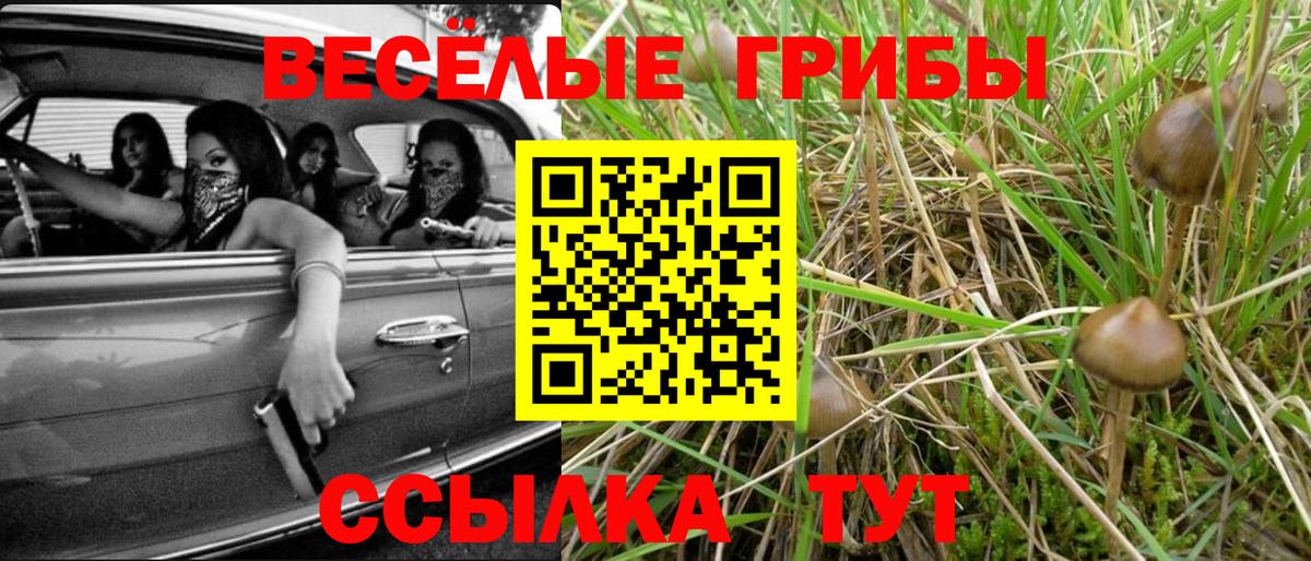 Галлюциногенные грибы Psilocybine cubensis  Бердск  Галлюциногенные грибы мицелий 